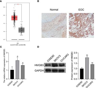 Glaucocalyxin A Inhibits the Malignant Progression of Epithelial Ovarian Cancer by Affecting the MicroRNA-374b-5p/HMGB3/Wnt-β-Catenin Pathway Axis